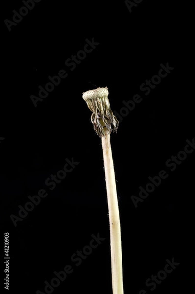 Fototapeta Dandelion