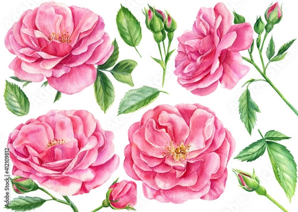 Fototapeta Set of pink roses, leaves and buds on a white background, watercolor botanical painting