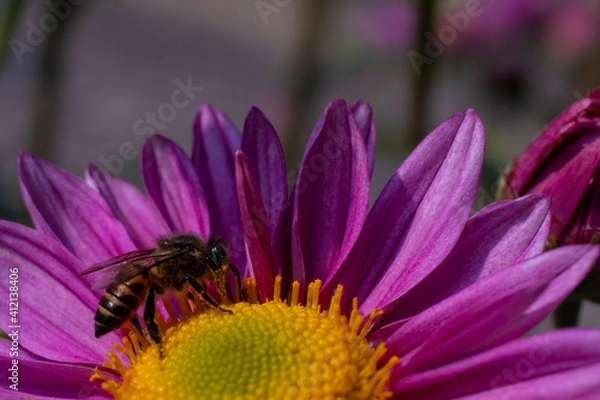 Obraz Bee taking pollens from a Chrysanthemum
