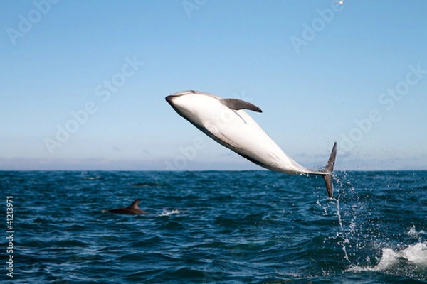 Obraz Dusky dolphin jumping