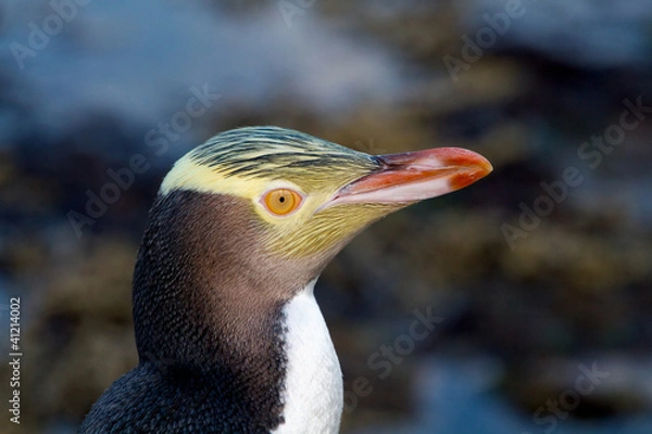 Obraz Yellow-eyed Penguin