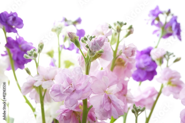 Obraz 八重咲きストック