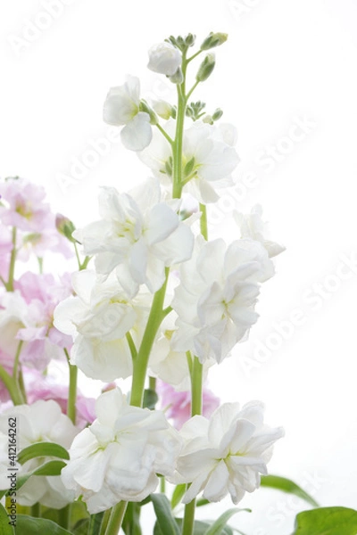 Obraz 八重咲きストック