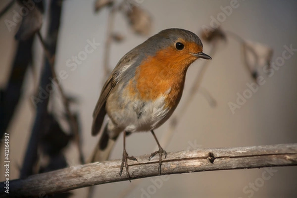 Obraz 
Robin perched on its branch