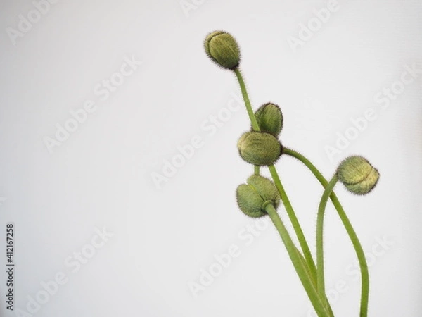 Obraz ポピーのつぼみ
