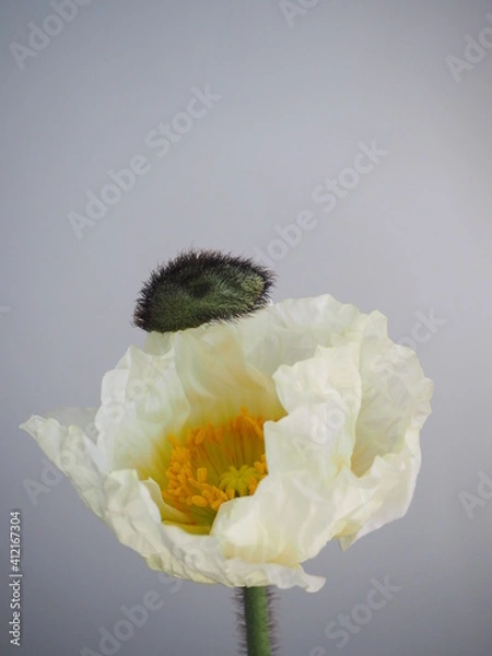 Obraz 白いポピー開花の瞬間
