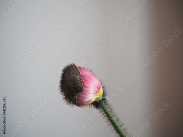 Obraz ピンクのポピーのつぼみの開花
