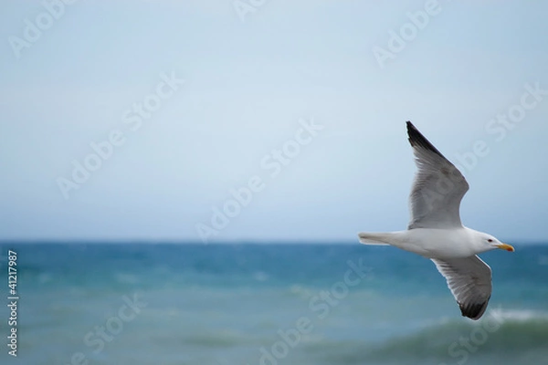 Obraz Gabbiano in volo sul mar Ligure