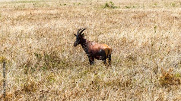 Obraz deer in the wild