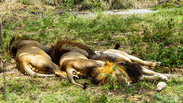 Fototapeta sleeping lion