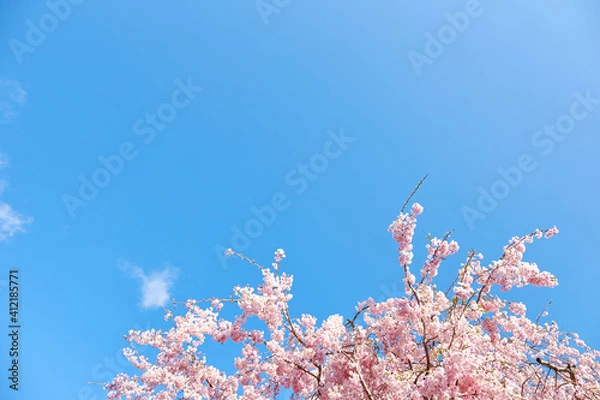 Obraz 満開の桜と青空