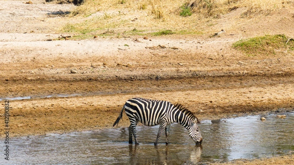 Fototapeta zebra crossing the river