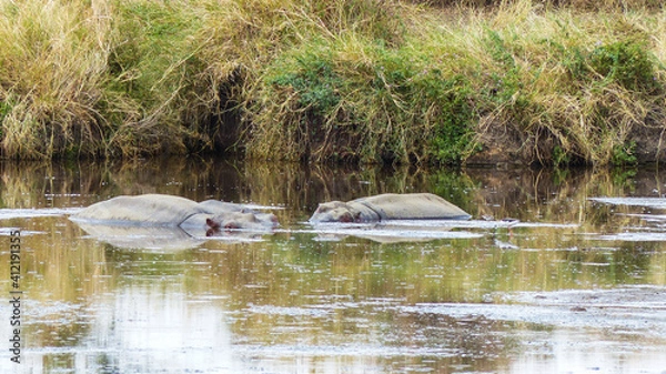 Fototapeta great crested grebe