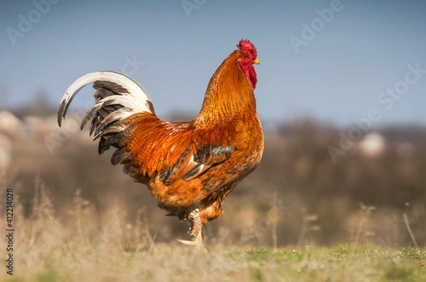 Obraz rooster in the field
