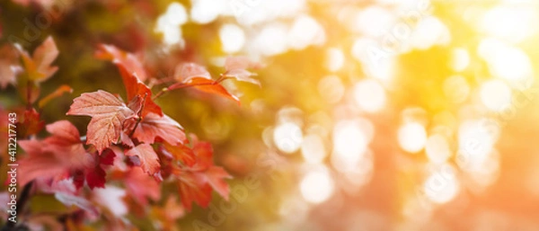 Fototapeta Red maple leaves during autumn season with warm sunlight from behind.  Fall park on blurry background. Beautiful nature scene, Canada Day concept.