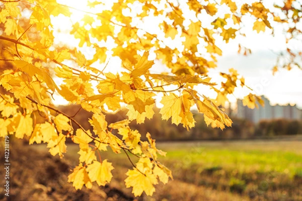 Fototapeta Yellow maple leaves during autumn season with warm sunlight from behind.  Fall park on blurry background. Beautiful nature scene, Canada Day concept.