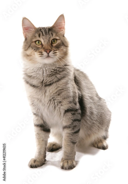 Fototapeta pixie bob cat