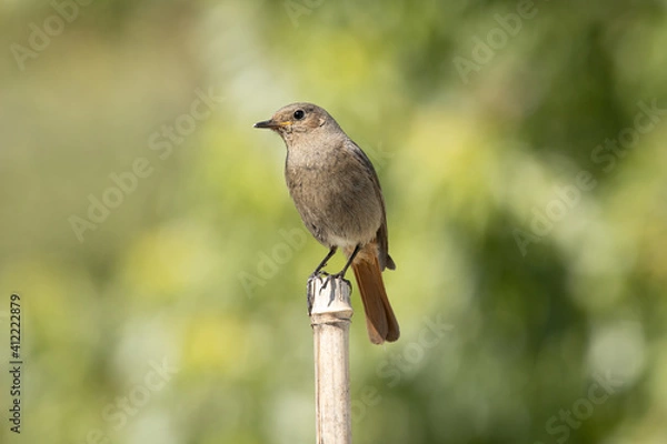 Obraz Black Redstart