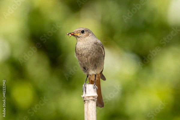 Obraz Black Redstart