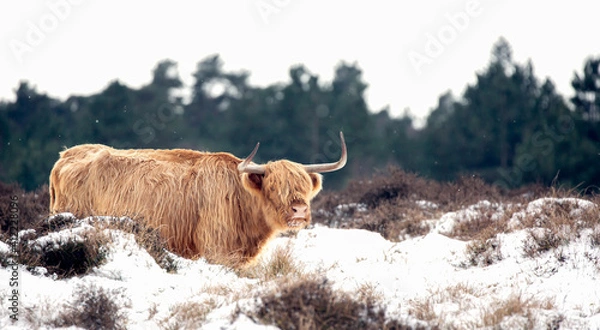 Obraz Highland Cow