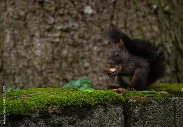 Obraz squirrel eating a nut