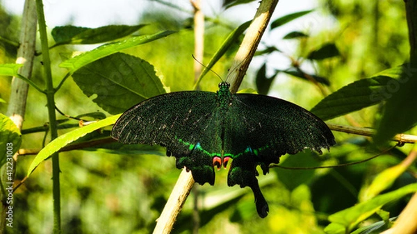 Obraz black crowned crane