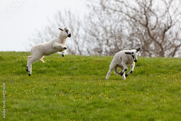 Obraz Leaping spring lambs