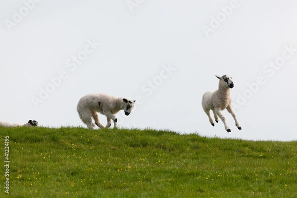 Obraz Leaping spring lambs