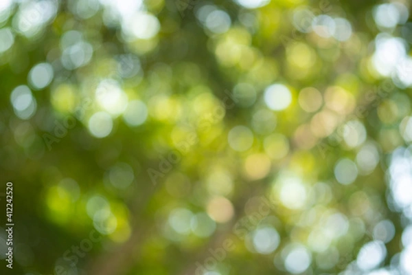 Fototapeta Light of out focus,Blurred background.Bokeh from natural green leaves.