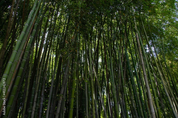 Fototapeta bamboo forest background