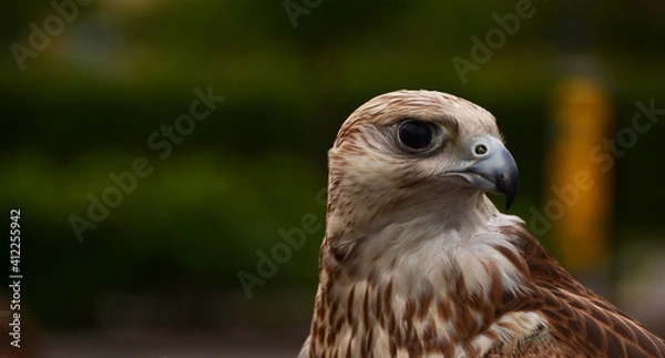 Fototapeta hawk