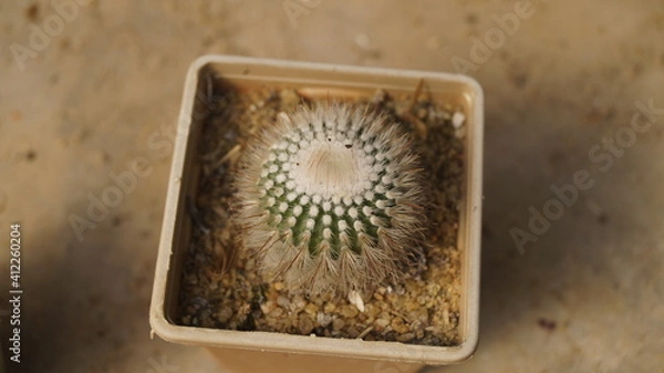 Obraz Plants and Flower