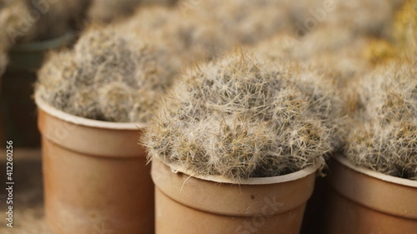 Obraz Plants and Flower