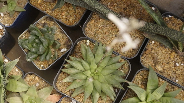 Obraz Plants and Flower