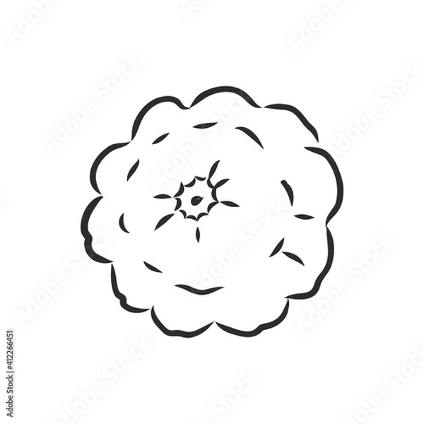 Fototapeta Vector illustration doodle sketch hand-drawn patisson. Isolated on white background. The concept of harvesting. Vintage retro style. Yellow ripe large squash. patisson, vector sketch illustration