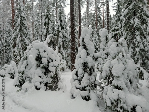 Obraz Spruce and pine trees are covered with snow
