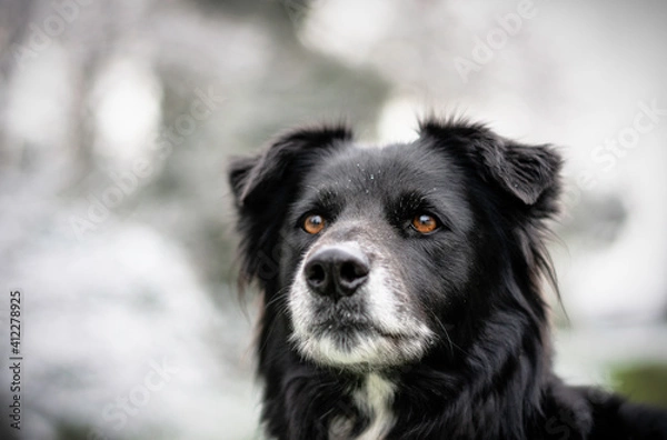 Fototapeta border collie portrait neige