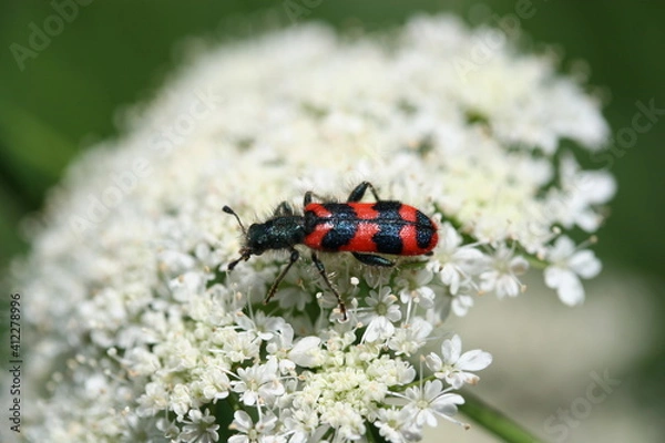 Fototapeta TRICHODE  
ALVEARIUS