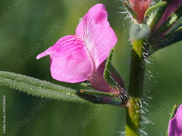 Obraz Linearleaf Snapdragon (Misopates orontium)