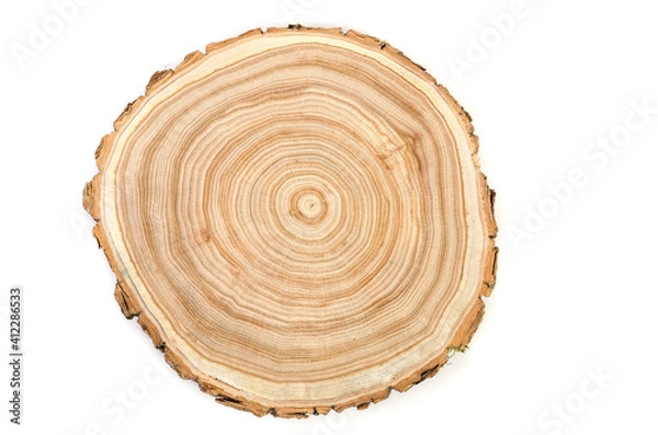 Fototapeta Wooden saw cut of a tree silt with a pronounced pattern of annual rings on a white background
