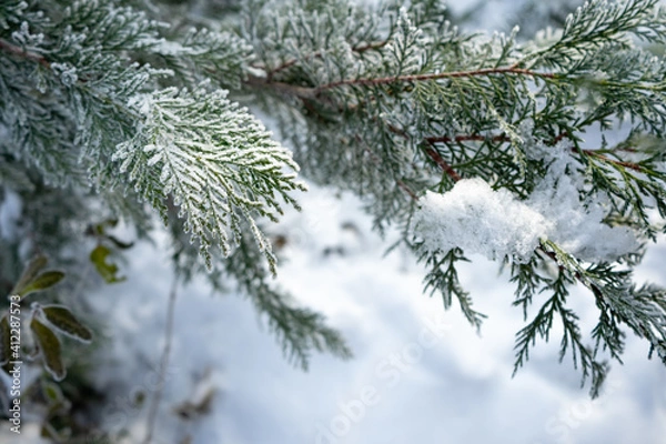 Obraz Snow covered juniper branch - background for a postcard