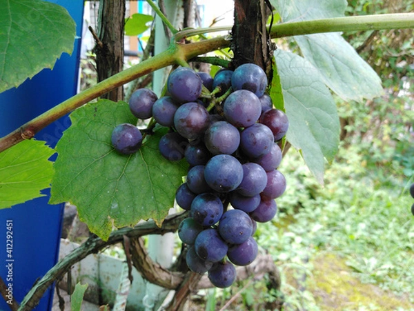 Fototapeta A bunch of black ripe grapes in the garden on a branch.