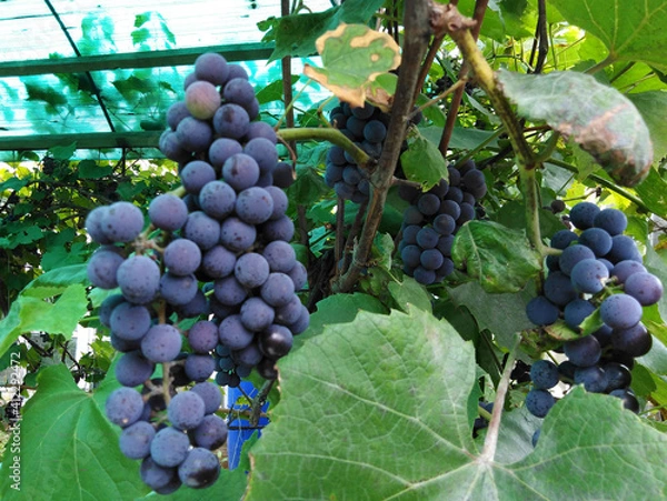 Fototapeta A bunch of black ripe grapes in the garden on a branch.