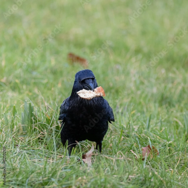 Obraz Carrion Crow Bird Close-up on grass
