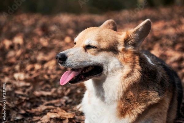 Fototapeta English Shepherd dog breed is smallest in world. Close up portrait of charming Pembroke Welsh corgi. Walk with dog in nature in fresh air in forest.