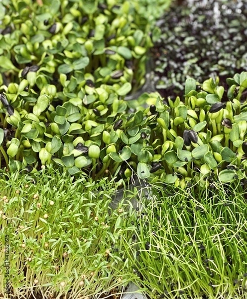 Obraz microgreens for food patterns close up
