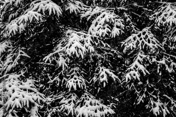 Fototapeta Real snowy tree texture [bump map]