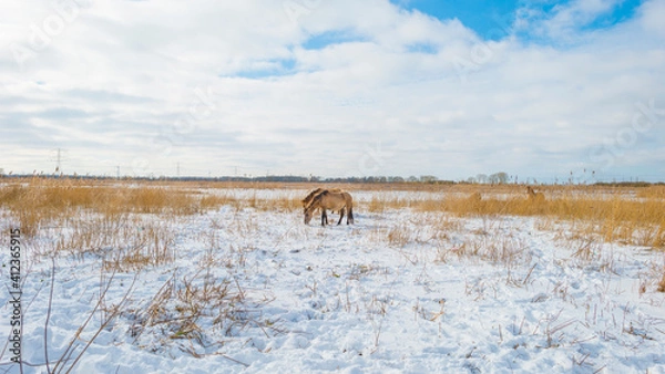 Fototapeta Horses in a white snowy frozen field in wetland in winter, Almere, Flevoland, The Netherlands, February 9, 2020