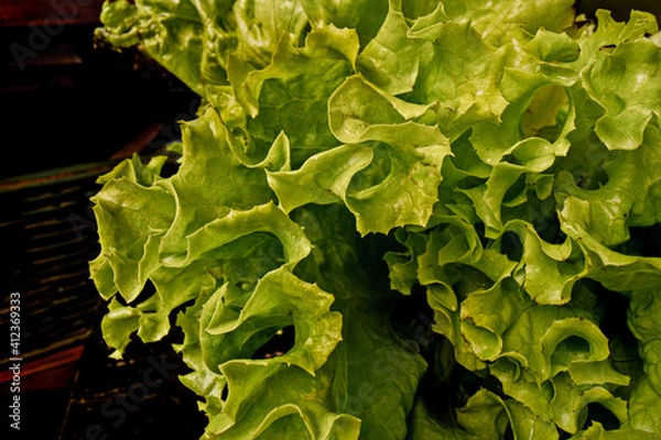 Obraz lettuce