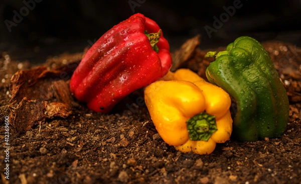Obraz Bell peppers